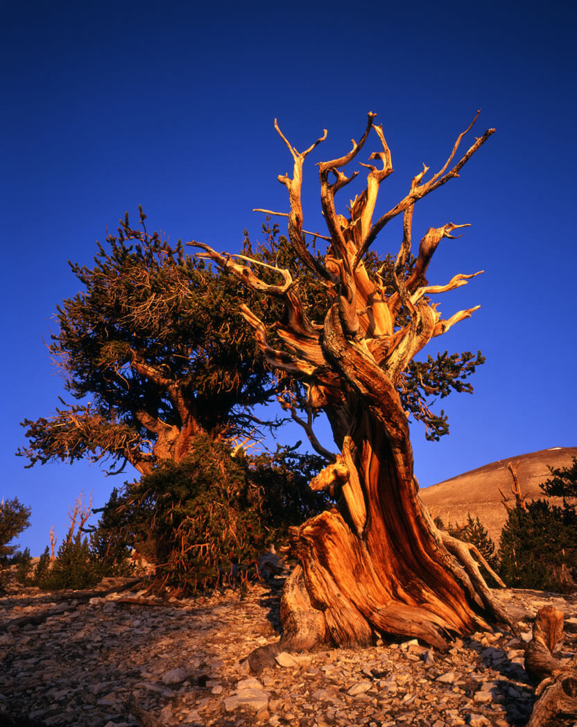 Bristlecone Pines - Inyo County Tourism Information Center ...