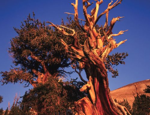 Inyo County Visitor Guide – 12th Edition