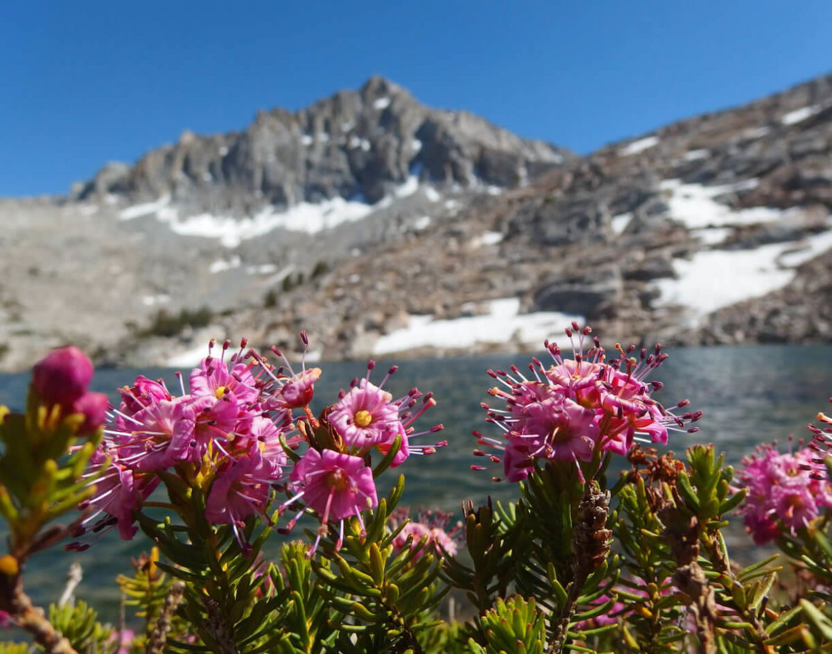 Wildflower Guide Inyo County Tourism Information Center Inyo County